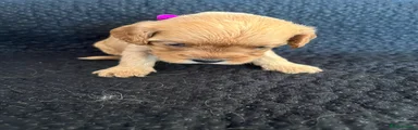 Cavapoo 3