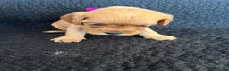 Cavapoo dogs for sale: 🧡💚 first generation cavapoo💚🧡 in Sunbury-on-Thames - Advert 7