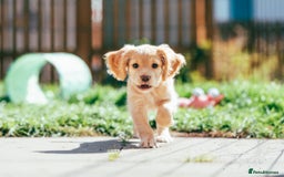 Cocker Spaniel dogs for sale: KC Reg Working Cocker Spaniels (Golden) - Image 22