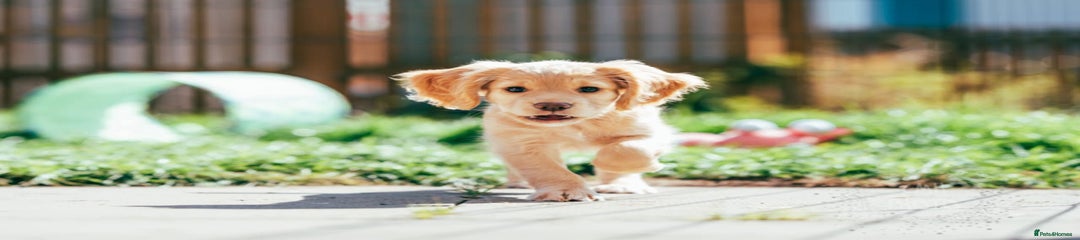 Cocker Spaniel Puppy 4