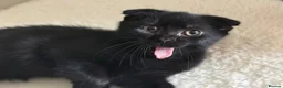 Mixed Breed cats for sale: BSH, Scottish fold, mixed breed - Advert 5