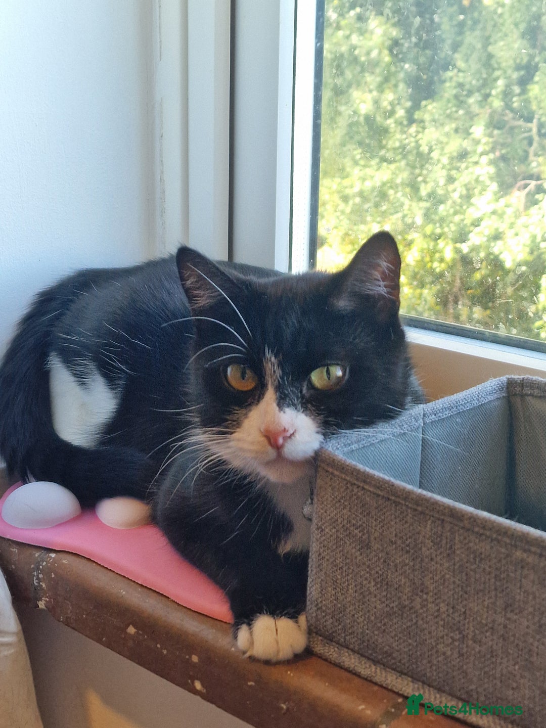 Domestic Shorthair cats for adoption: Itty bitty Beanie - Image 3