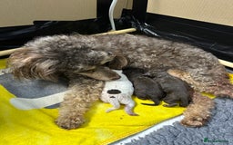 Toy Poodle dogs for sale: Toy poodle girls and boy - Image 12