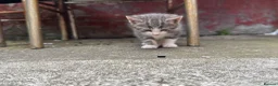 British Shorthair cats for sale: Beautiful kitten ready to leave  - Advert 6