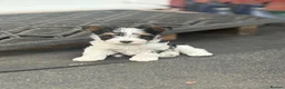Biewer Terrier dogs for sale:  🐾🐶Beautiful Biewer Terrier Puppies🐾🐶 - Advert 6
