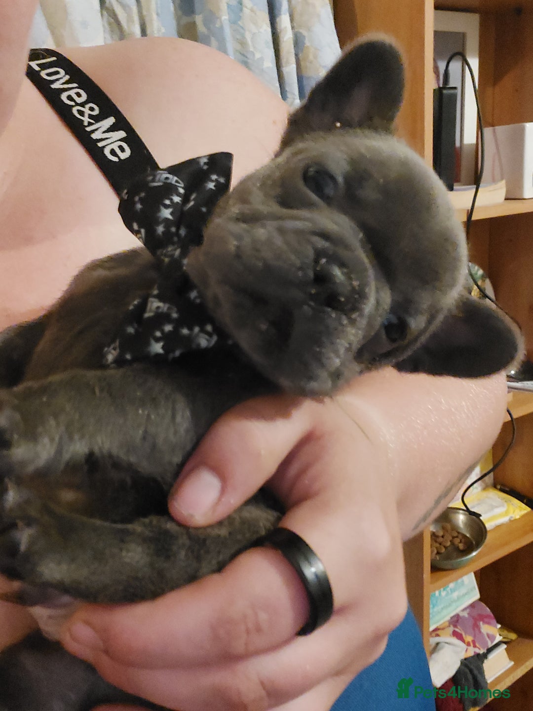 French Bulldog dogs for sale: 4 fluffy French bull dogs pups males 1 female  - Image 11