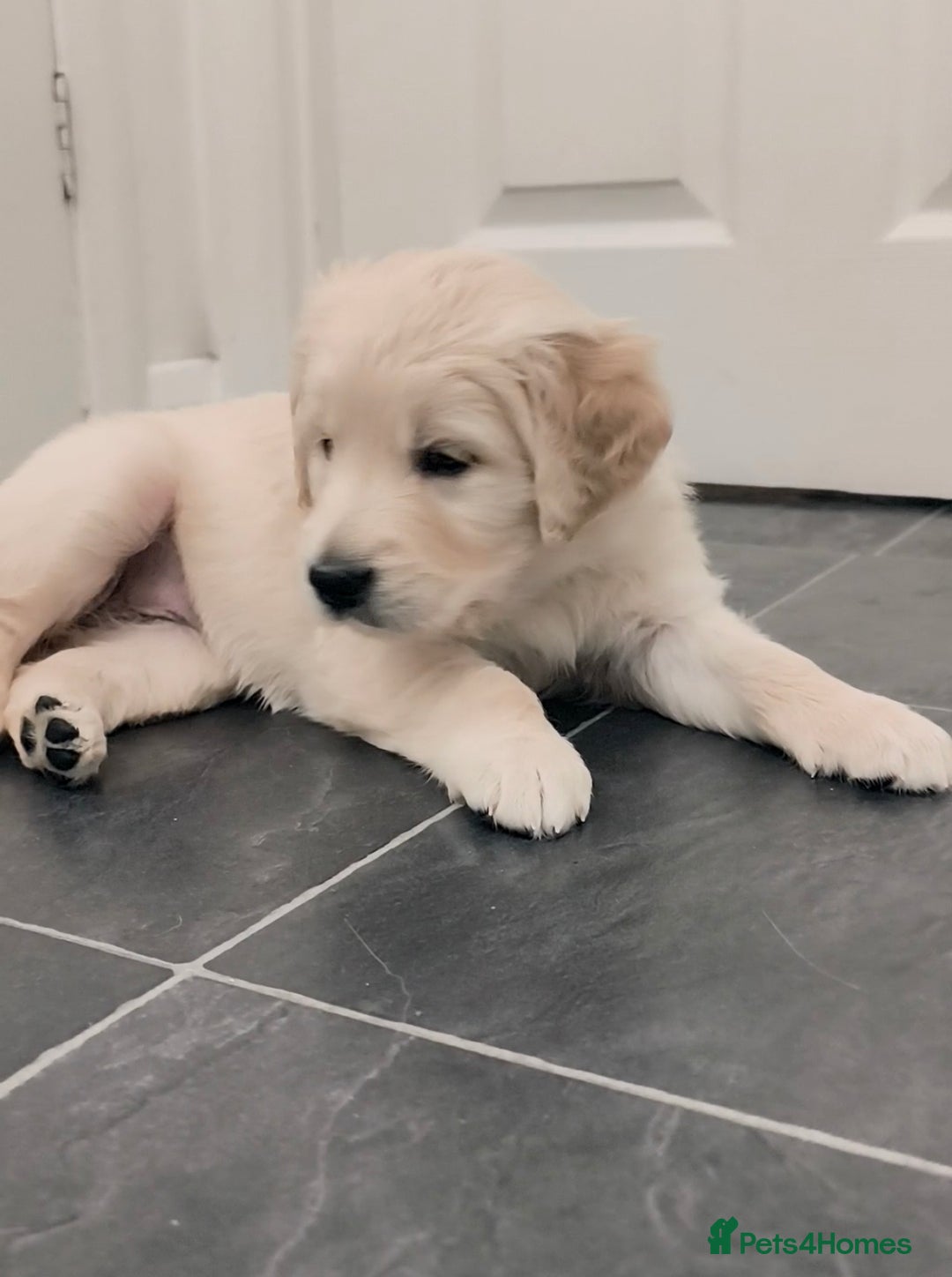 Golden Retriever dogs for sale: Gorgeous golden retriever puppies 🐕 - Advert 23