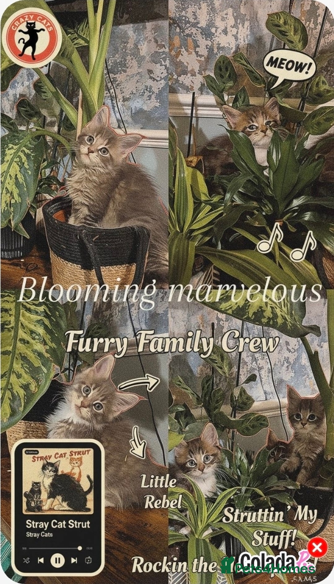 Maine Coon cats for sale: GCCF registered Pedigree Maine Coon Kittens - Advert 40