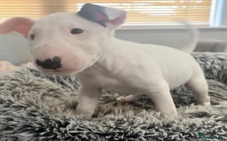 English Bull Terrier dogs for sale: Outstanding male bull terriers  - Image 4