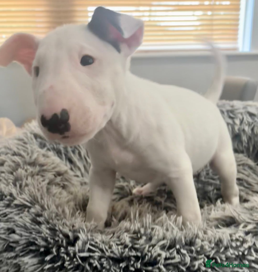 English Bull Terrier dogs for sale: Outstanding male bull terriers  - Image 4