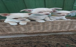 Chihuahua dogs for sale: CHIAHUAHUA PUPPYS - Image 7