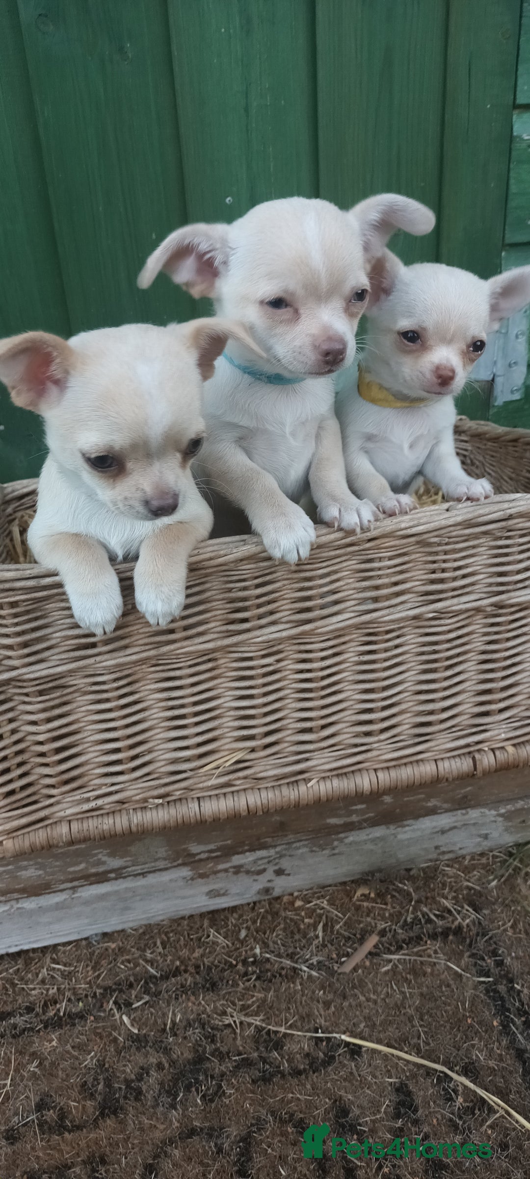 Chihuahua dogs for sale: CHIAHUAHUA PUPPYS - Image 7