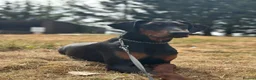 Dobermann dogs for sale: 10-Month-Old Female Doberman – Well-Trained - Advert 2
