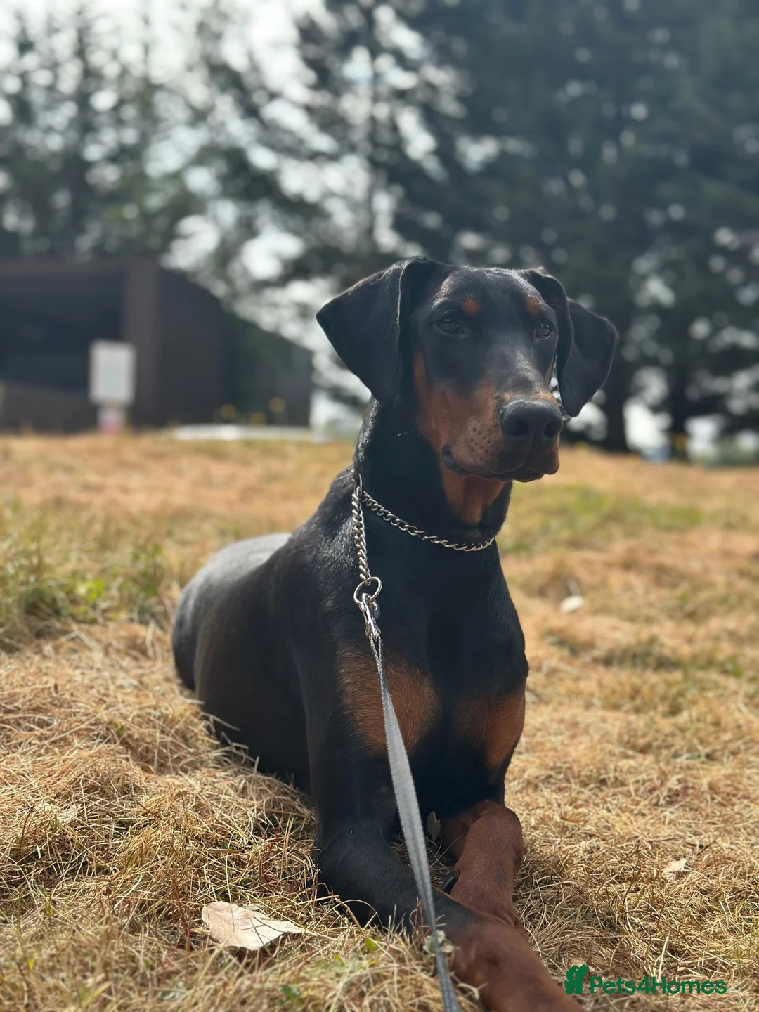 Dobermann dogs for sale: 10-Month-Old Female Doberman – Well-Trained - Advert 2