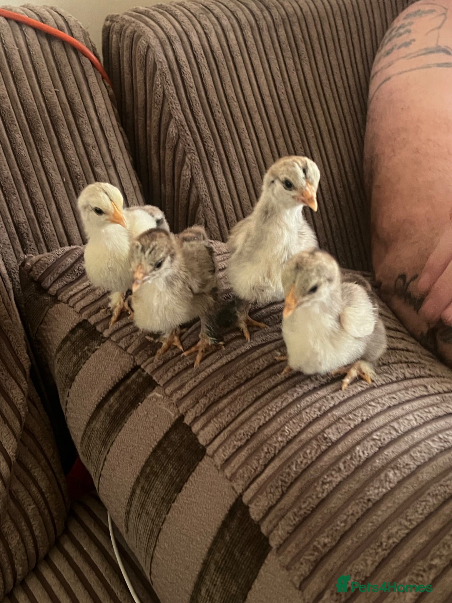 Chickens poultry Brahma chicks silver laces for sale - Advert 1