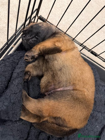 Belgian Shepherd Dog dogs Belgian Malinios (Singleton Litter) - Advert 1