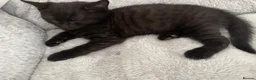 Mixed Breed cats for sale: 12 week old Kitten for sale  - Advert 7