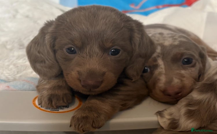 Miniature Dachshund dogs - Advert 15