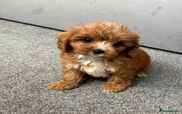 Cavapoo dogs for sale: Stunning F1 Cavapoos kc reg parents  - Image 5