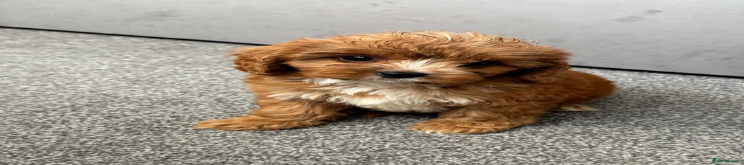 Cavapoo Puppy 2