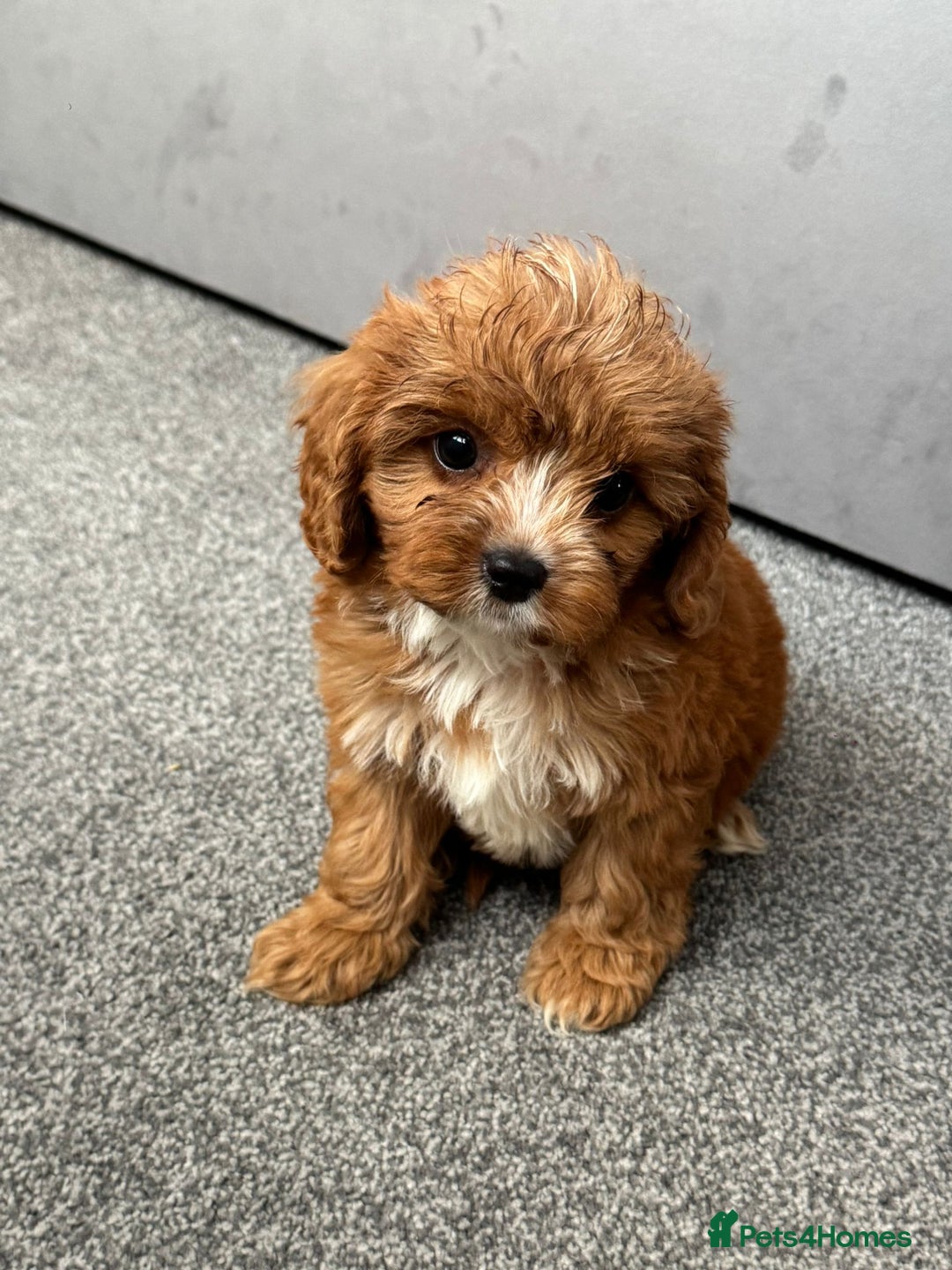 Cavapoo dogs for sale: Stunning F1 Cavapoos kc reg parents  - Image 5