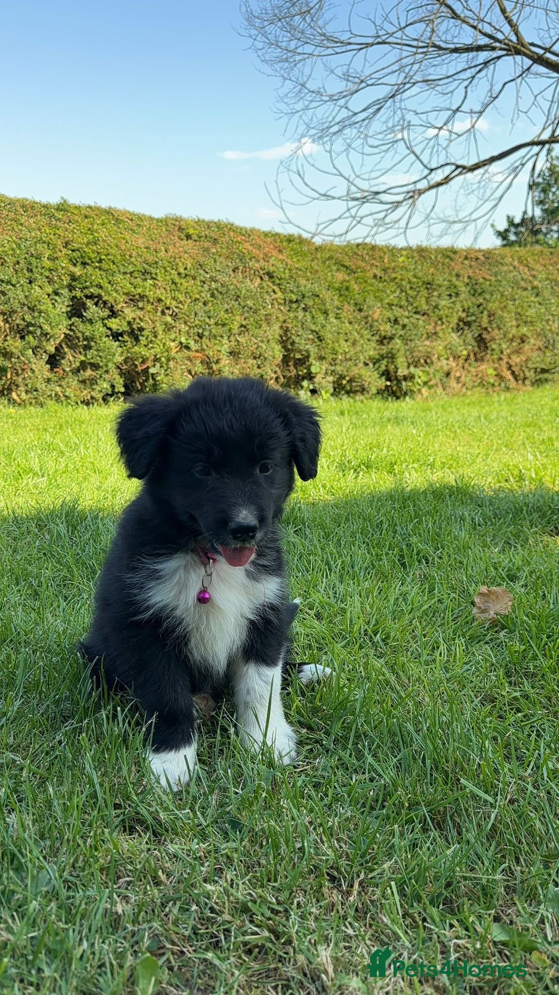 Mixed Breed dogs Ready Now,  Fluffy Puppies hi - Advert 2