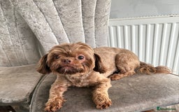Shih Tzu dogs for sale: Beautiful Female Mature Lapdog Perfect Pet - Image 1