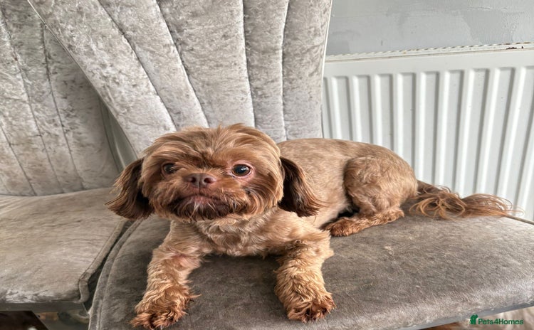 Shih Tzu dogs - Advert 2