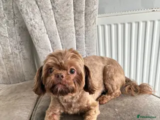 Shih Tzu dogs Mature Lapdog Perfect Pet - Advert 1