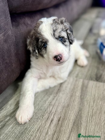 Bernedoodle dogs - Advert 1