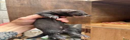 Ferret rodents for sale: Black ferrets  in Cardiff - Advert 6
