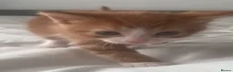 Mixed Breed cats for sale: 2male, 2 female kittens - Advert 9