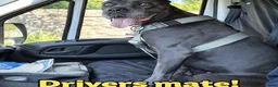 Cane Corso dogs for sale: Looking for a lovely home  - Advert 1