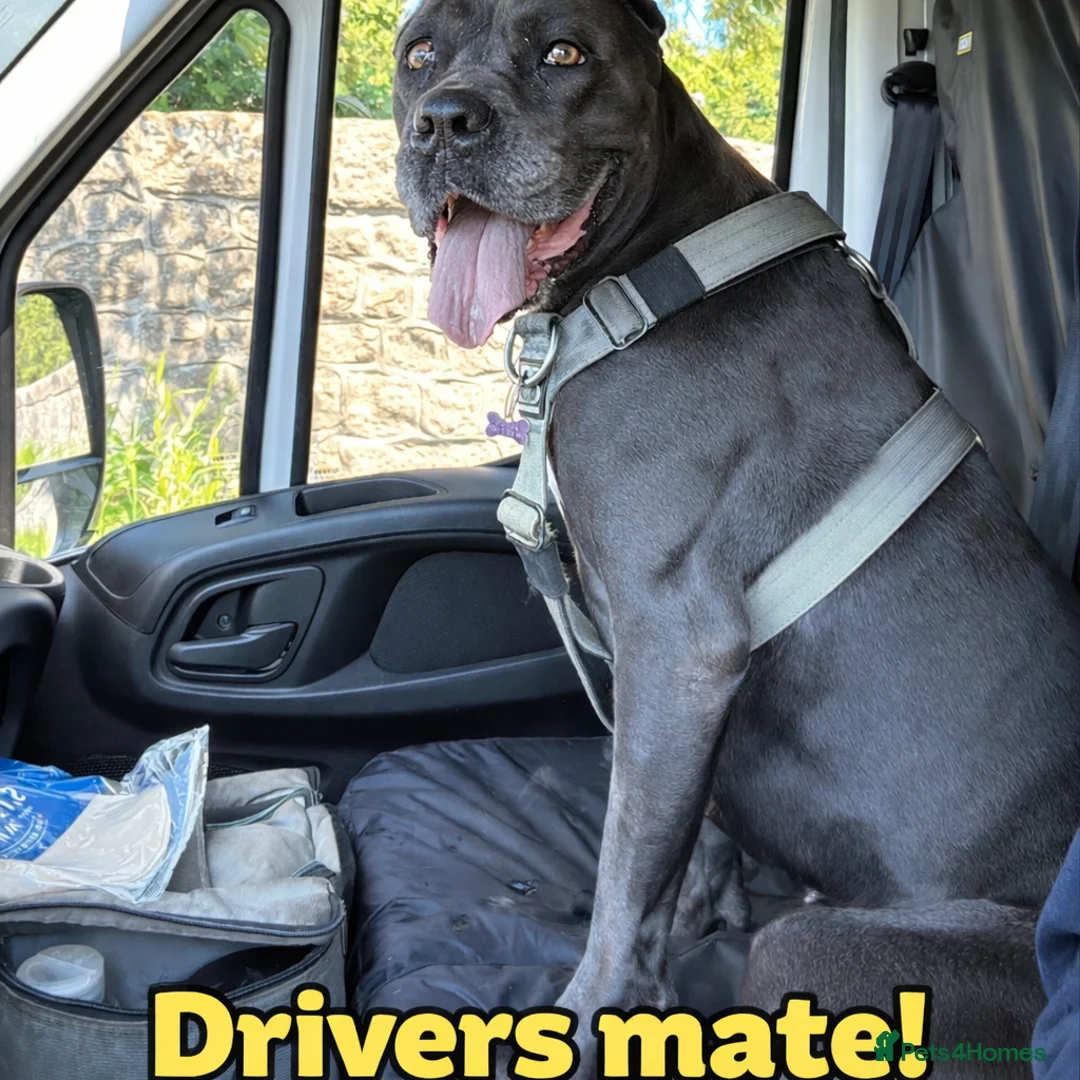 Cane Corso dogs for sale: Looking for a lovely home  - Advert 1