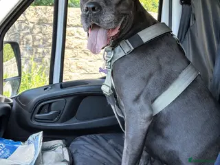 Cane Corso dogs Beautiful Cane corso in need of a lovely home - Advert 21