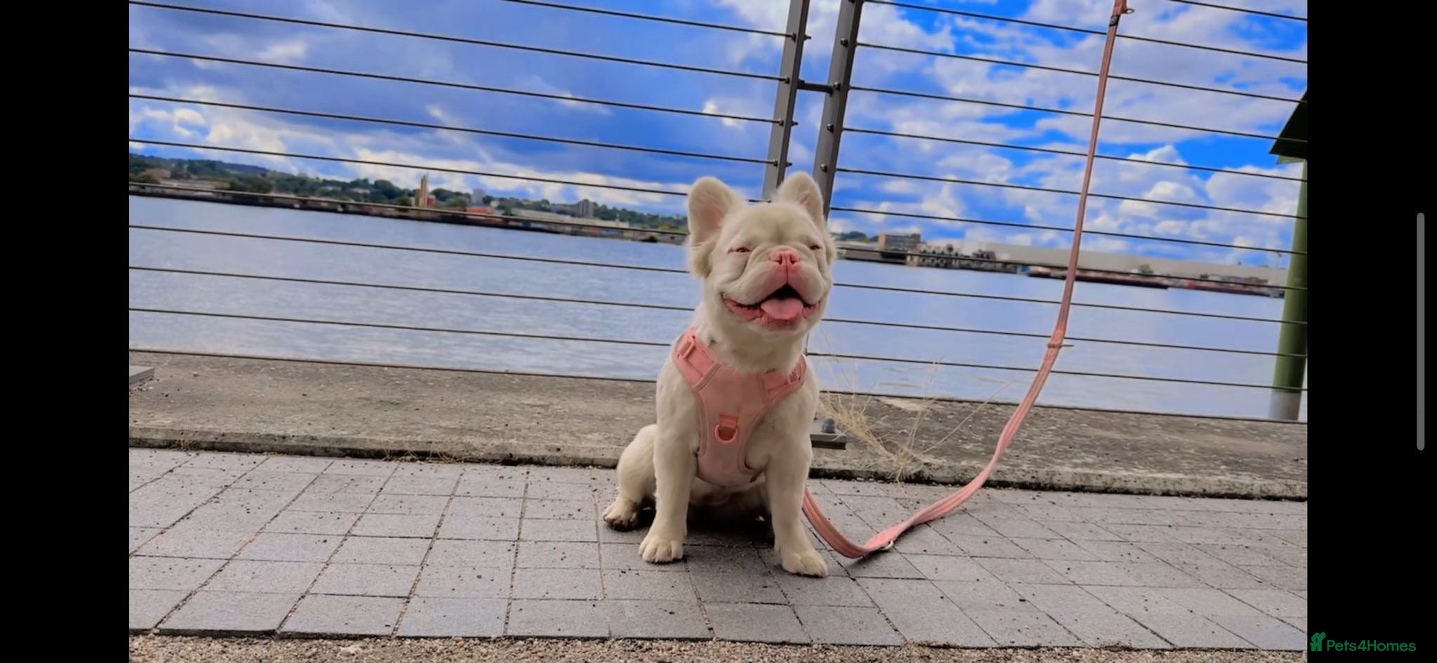 French Bulldog dogs Fluffy French bulldogs - Advert 1