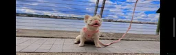 French Bulldog dogs for sale: Fluffy French bulldogs - Advert 1