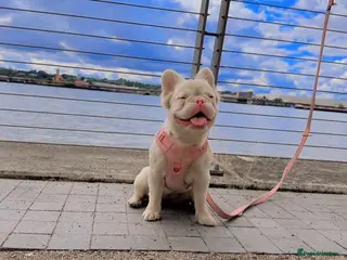 French Bulldog dogs Fluffy French bulldogs - Advert 1