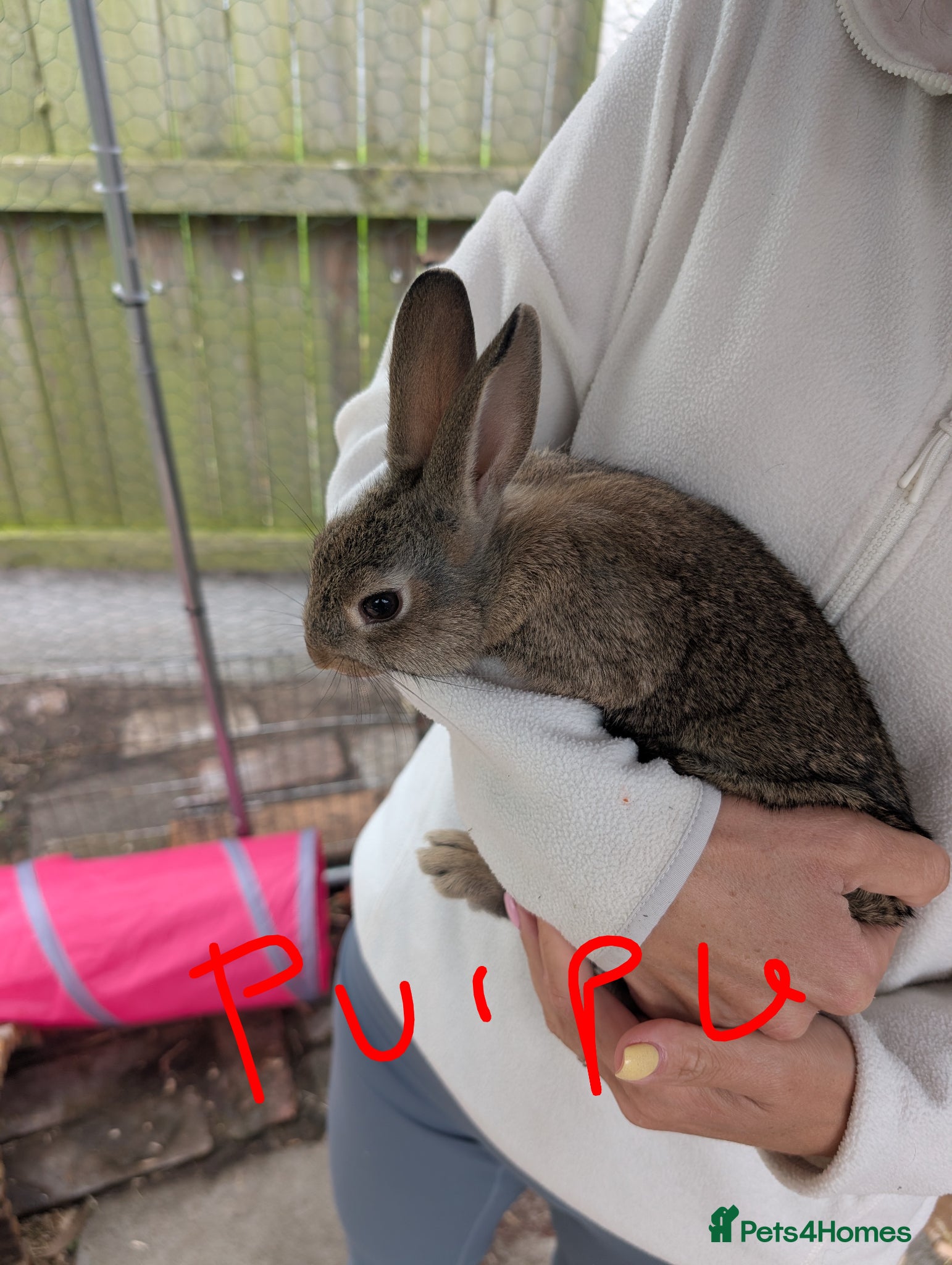 Mixed Breed rabbits for sale: Baby rabbits  - Advert 7