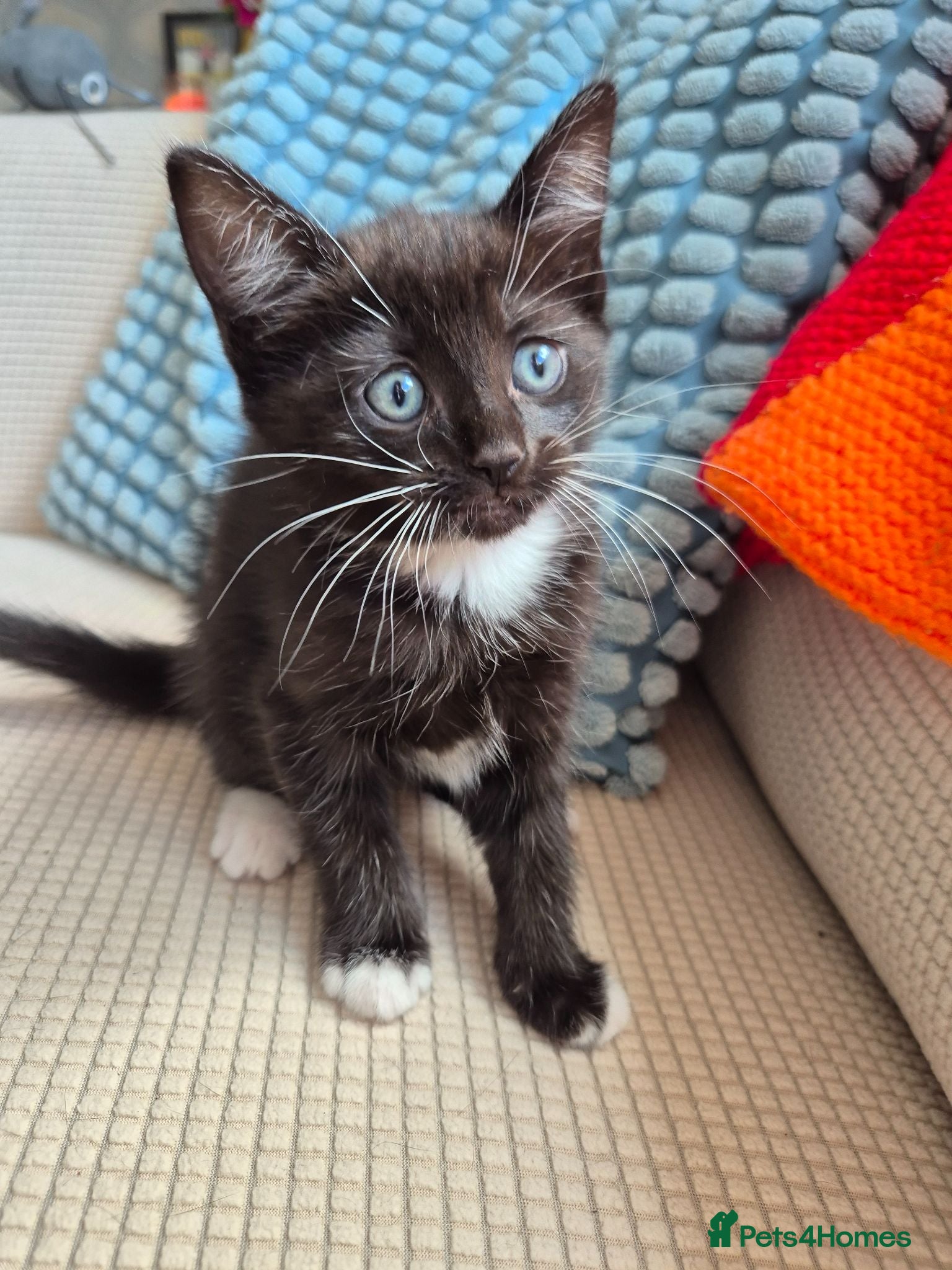 British Longhair cats Black and white female kitten, Ready now - Advert 5