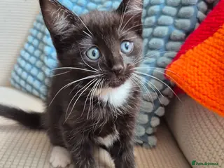 British Longhair cats Black and white female kitten, Ready now - Advert 5