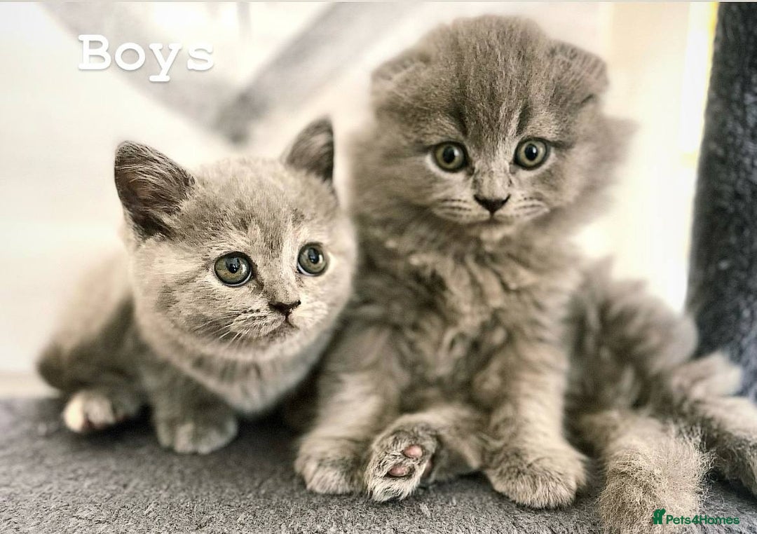 Scottish Fold cats for sale: Adorable kitten ready for their forever home  - Image 5