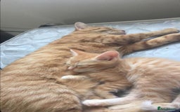 Mixed Breed cats for sale: Tabby kitten - Image 6
