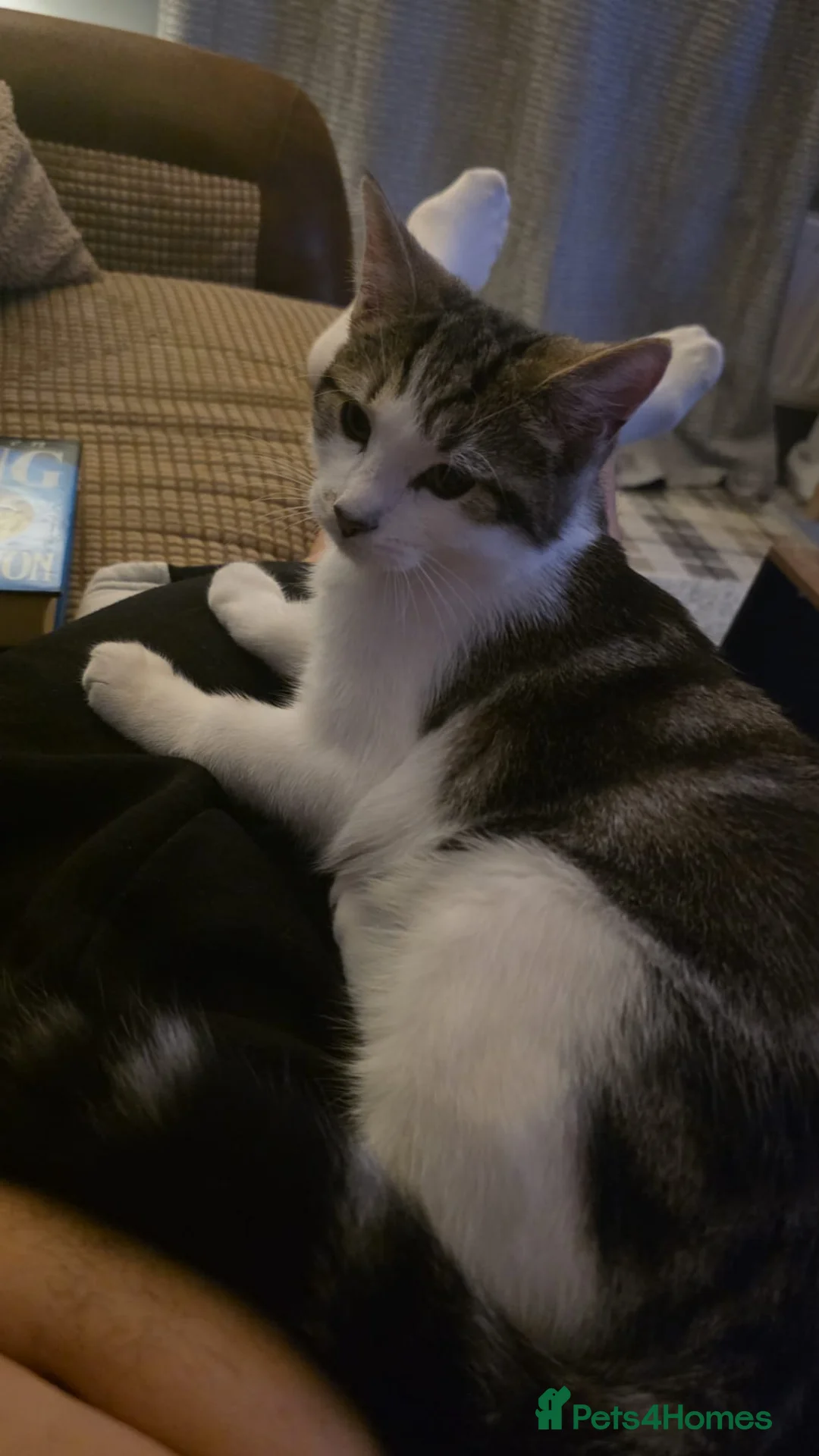 Mixed Breed cats for sale: 2 adult female cats  in South Shields - Advert 2
