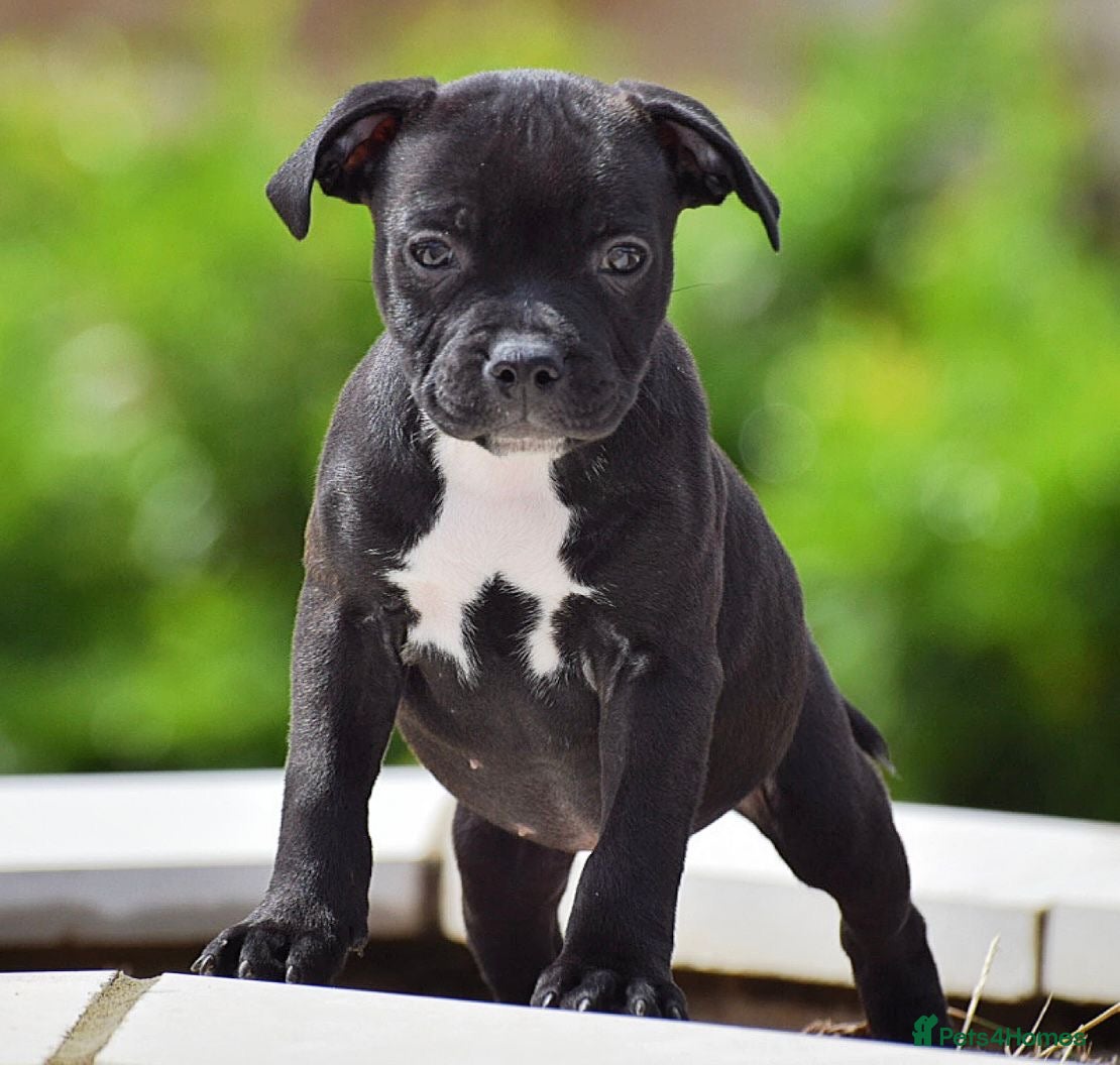 Staffordshire Bull Terrier dogs 24 years experience, 5⭐️rated licensed registered. - Advert 6