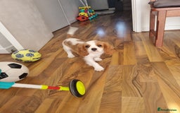 Cavalier King Charles Spaniel dogs for sale: Beautiful Blenheim puppies  - Image 15