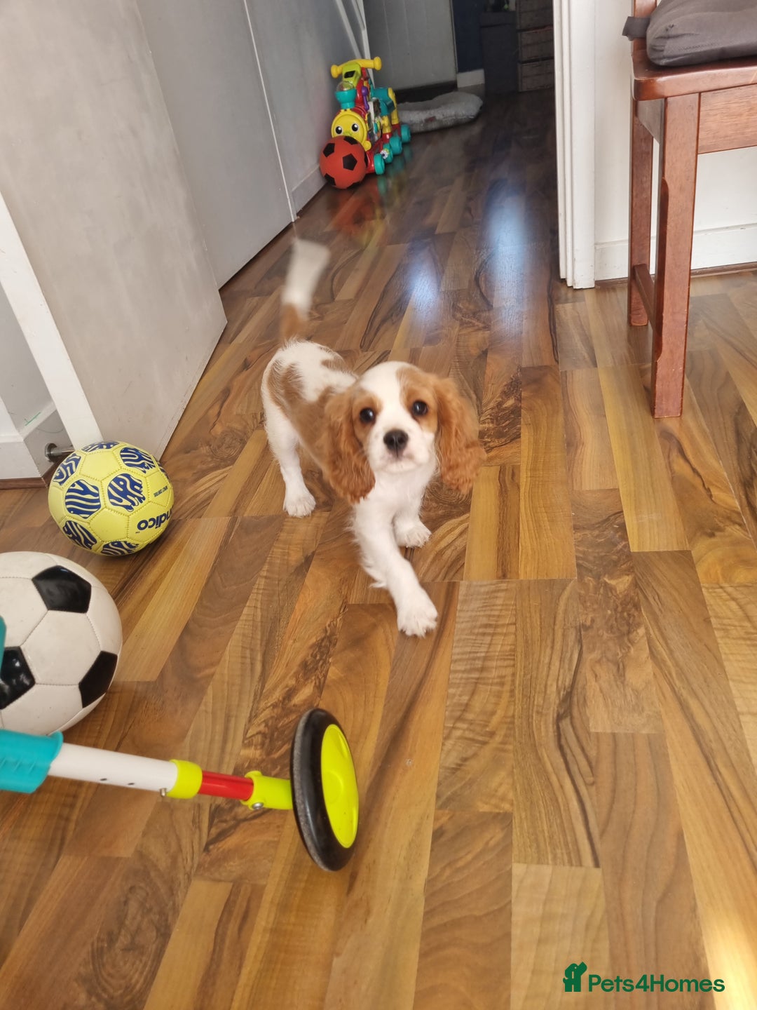 Cavalier King Charles Spaniel dogs for sale: Beautiful Blenheim puppies  - Image 15