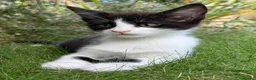 Mixed Breed cats for sale: Half Maine Coon Kittens - Beautiful Pair 🐾 - Advert 9