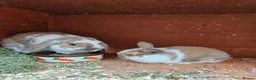 Mini Lop rabbits for sale: Mother & Bunnie for sale together  - Advert 4