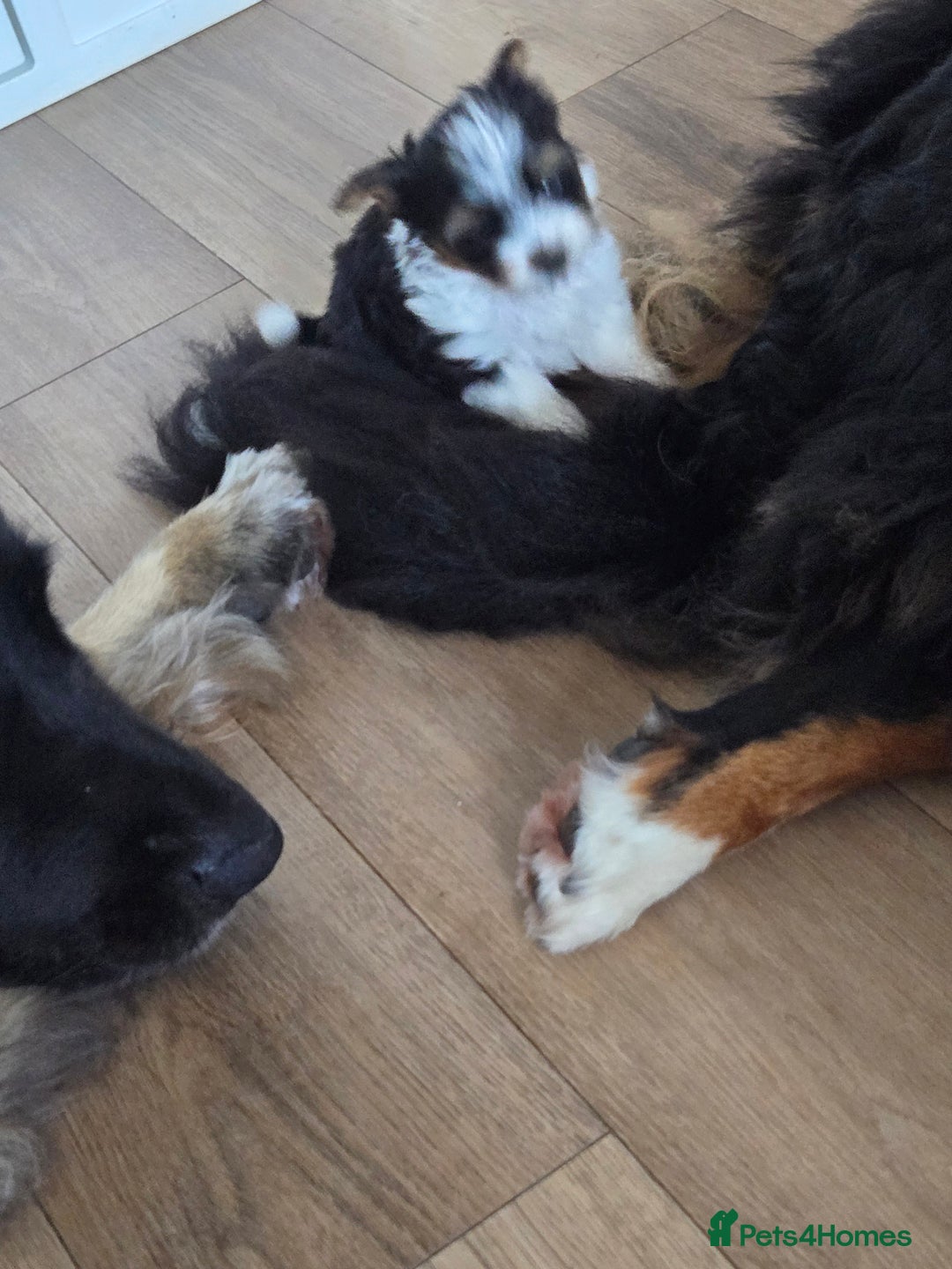 Mixed Breed dogs for sale: Biewer terriers pups - Image 4